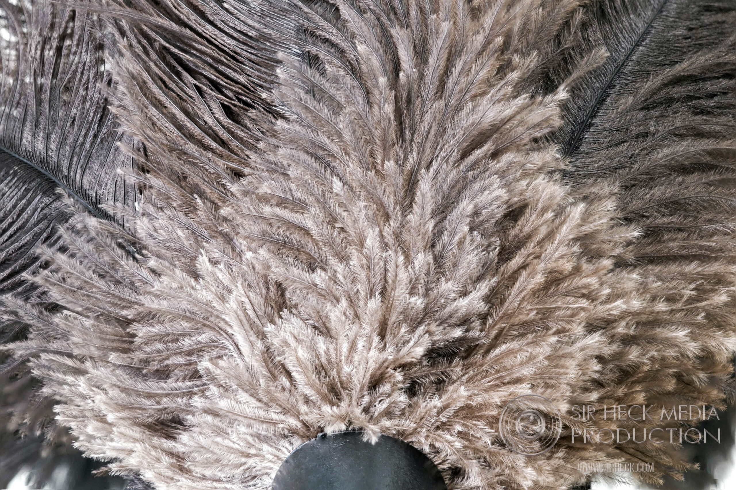 Close up of genuine ostrich feathers