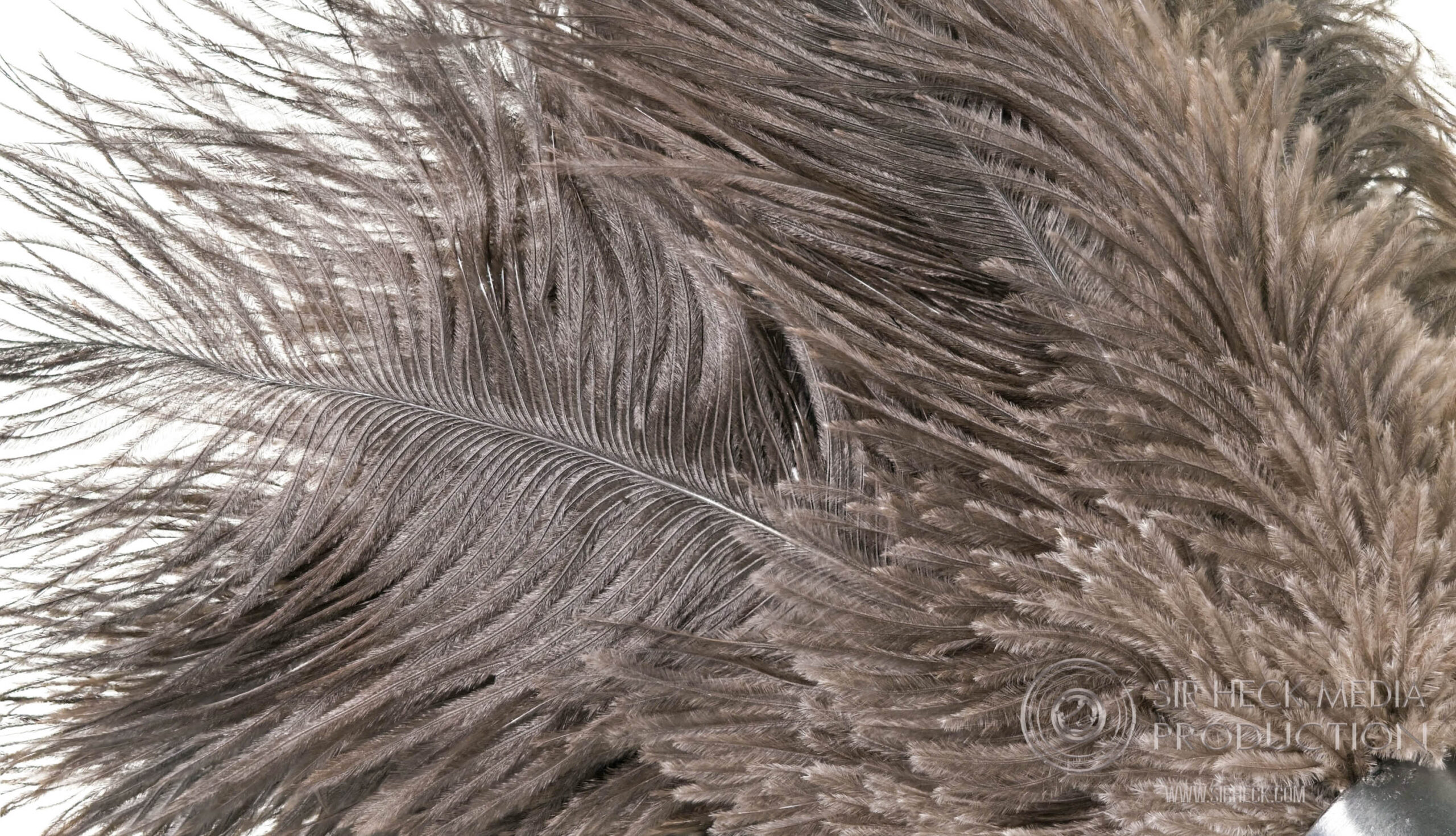 Three-quarter macro feather detail