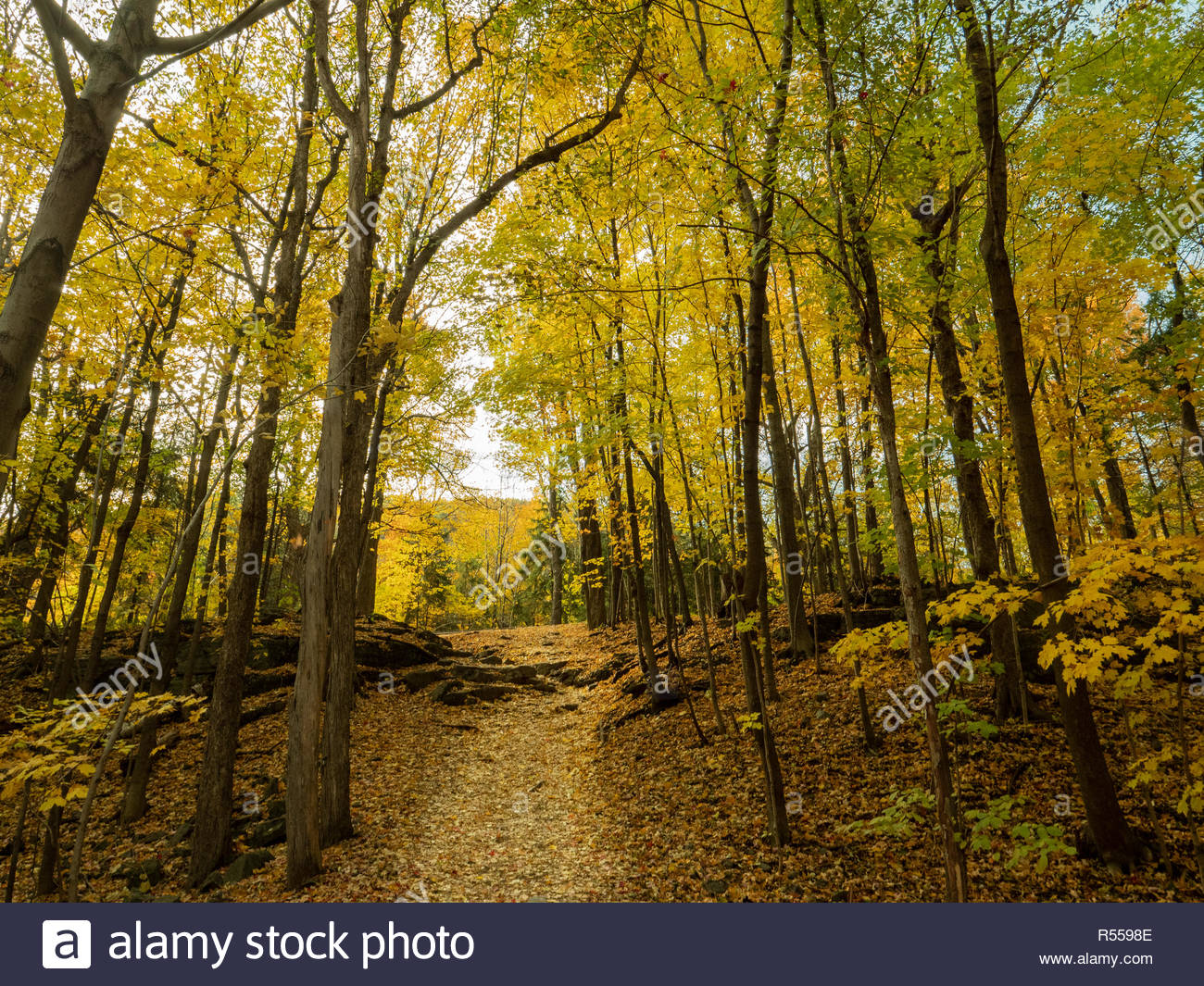 Golden autumn foliage in Mont Royal Park, Montreal