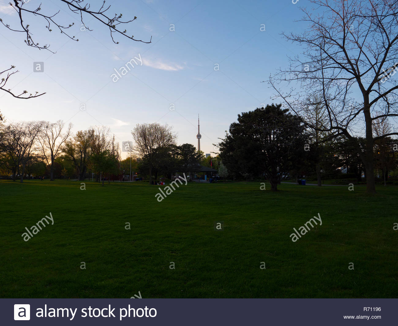 Tranquil summer park greenery and sunlight