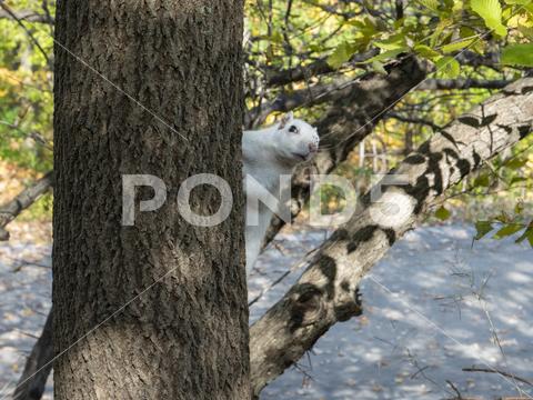 Rare white squirrel peeking through foliage (Pond5 Featured)