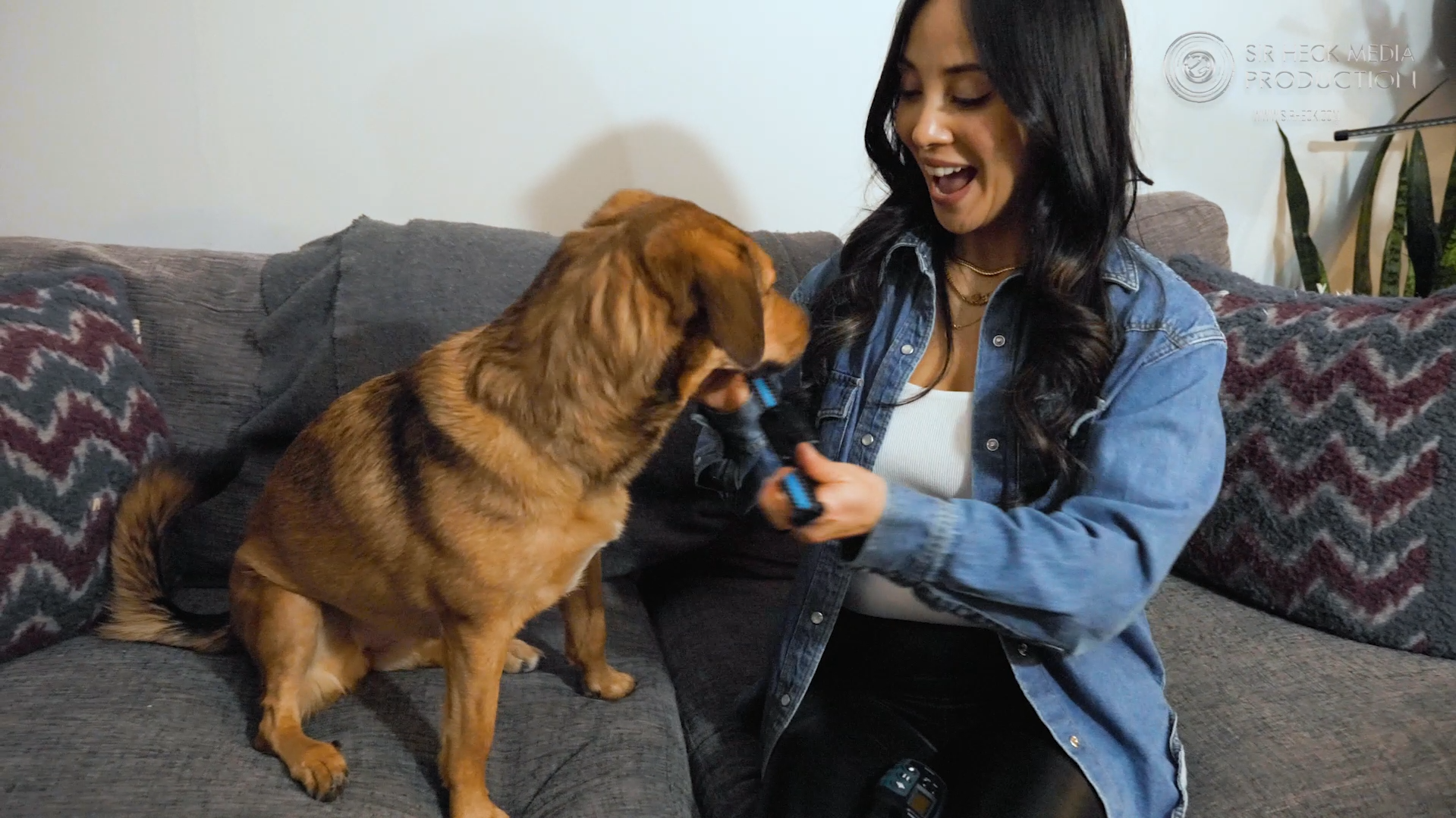 Dog Plans Smart Collar